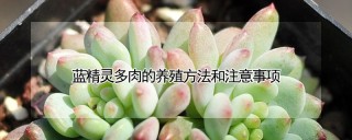 蓝精灵多肉的养殖方法和注意事项,第1图