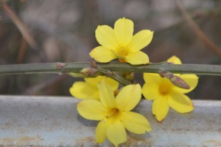 迎春花在什么季节开放,第2图