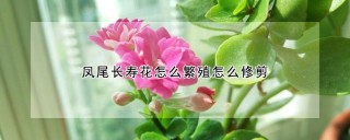 凤尾长寿花怎么繁殖怎么修剪,第1图