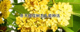 冬天桂花树怎么能种活,第1图