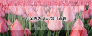 郁金香发芽后如何管理,第1图