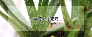 芦荟会冻死吗,第1图