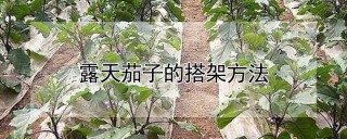 露天茄子的搭架方法,第1图