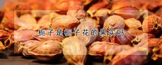 栀子是栀子花的果实吗,第1图