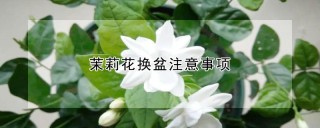 茉莉花换盆注意事项,第1图