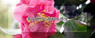 茶花用什么肥料长得快,第1图