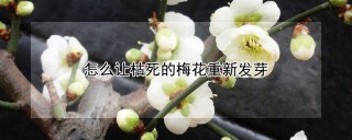 怎么让枯死的梅花重新发芽,第1图