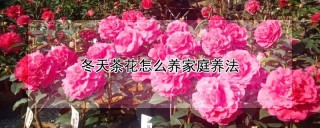 冬天茶花怎么养家庭养法,第1图