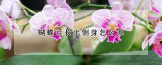 蝴蝶兰长出侧芽怎么办,第1图