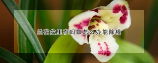 兰花盆里有蚂蚁怎么办能除根,第1图