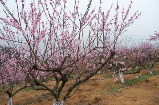 梅花与桃花的区别，通过花期、颜色、高度进行区分,第3图