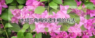 水培三角梅快速生根的方法,第1图