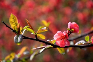 海棠花溪什么时候开花,第3图