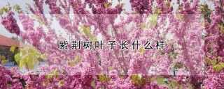 紫荆树叶子长什么样,第1图