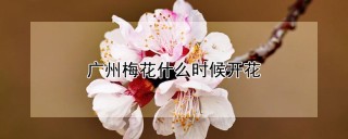 广州梅花什么时候开花,第1图