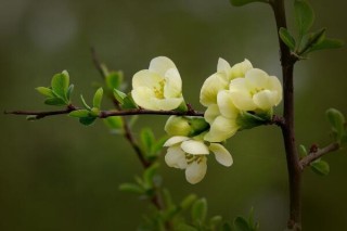 海棠花根烂了怎么办，找到原因正确处理,第4图