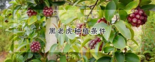 黑老虎种植条件,第1图