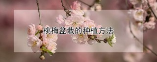 桃梅盆栽的种植方法,第1图