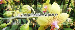 正在开花的蝴蝶兰如何养护,第1图