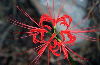 彼岸花花语，在生与死的彼岸盛开,第4图