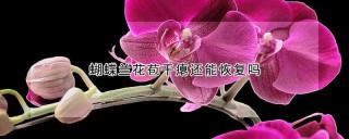 蝴蝶兰花苞干瘪还能恢复吗,第1图