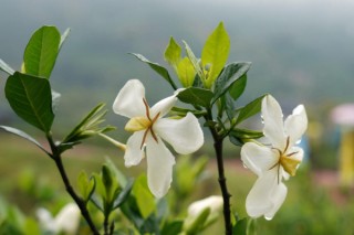 栀子花黄叶怎么办,第3图