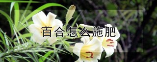 百合怎么施肥,第1图