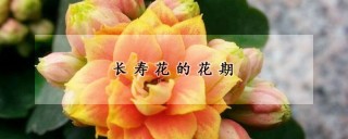 长寿花的花期,第1图