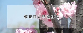 樱花可以结樱桃吗,第1图