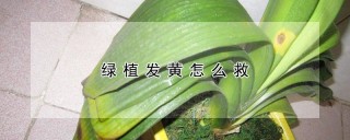 绿植发黄怎么救,第1图