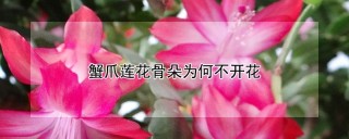 蟹爪莲花骨朵为何不开花,第1图