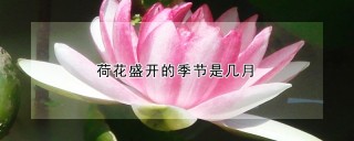 荷花盛开的季节是几月,第1图