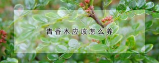 青香木应该怎么养,第1图