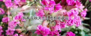 长寿花秋天怎么修剪能开花,第1图