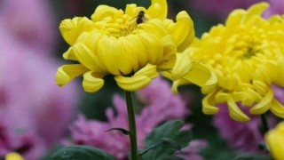 菊花的特点,第1图