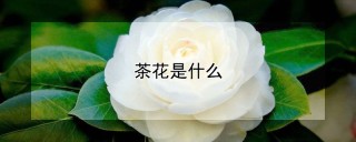 茶花是什么,第1图