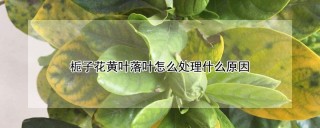 栀子花黄叶落叶怎么处理什么原因,第1图