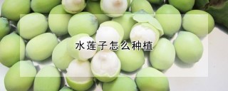 水莲子怎么种植,第1图