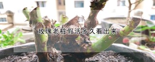 玫瑰老桩假活多久看出来,第1图