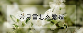 六月雪怎么繁殖,第1图