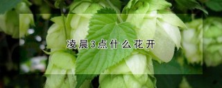 凌晨3点什么花开,第1图