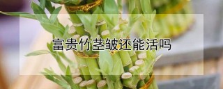 富贵竹茎皱还能活吗,第1图