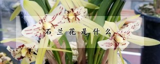 石兰花是什么,第1图