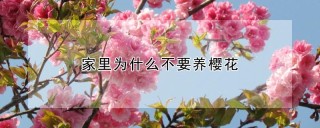 家里为什么不要养樱花,第1图