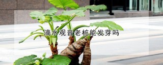 滴水观音老桩能发芽吗,第1图