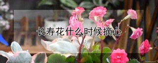 长寿花什么时候摘心,第1图