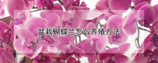 盆栽蝴蝶兰怎么养殖方法,第1图