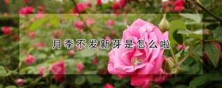 月季不发新芽是怎么啦,第1图