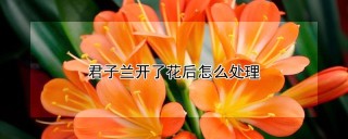 君子兰开了花后怎么处理,第1图