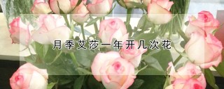 月季艾莎一年开几次花,第1图